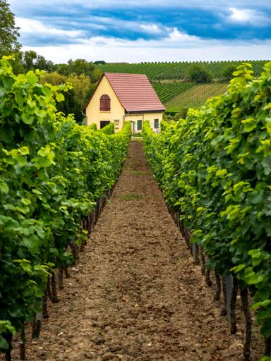 A vertical shot of a small house with picturesque landscape, vineyards and cloudy sky