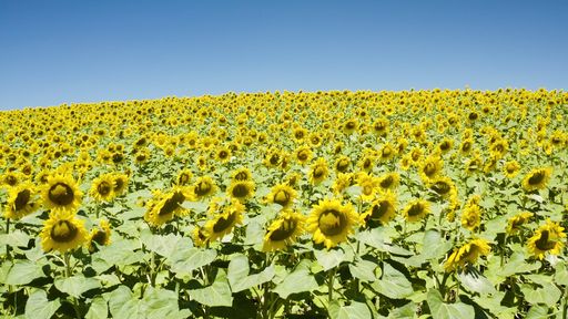 A beautiful shot of a bright sunflower field under a clear blue sky
