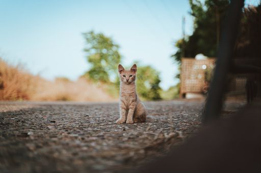 A stunning shot of a cute tabby cat sitting on the road made with small stones