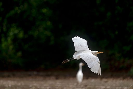 A beautiful shot of a cattle egret during flight