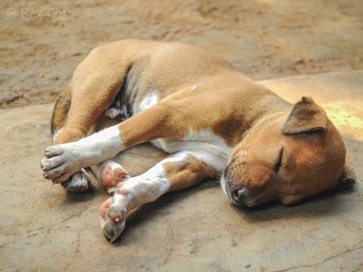 A beuatiful shot of a cute baby dog sleeping on a sidewalk