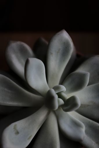 A vertical closeup shot of a white china flower in a dark background