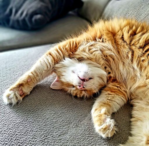 A closeup shot of a ginger cat lying on a couch in a house