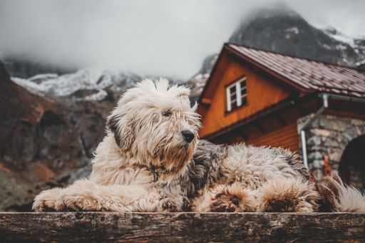 A closeup shot of a white terrier dog with a cabin and high rocky mountains in the background
