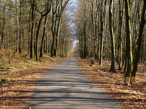 The empty road through a forest in springtime on a sunny day