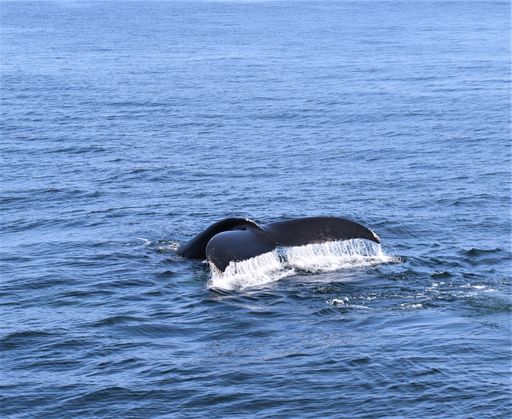The view of a Humpback whale's tale in blue the sea under the sunlight