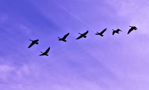 The low-angle view of the silhouettes of geese flying in the blue sky