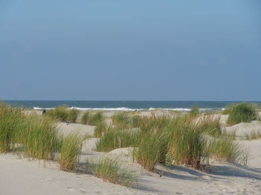 A beautiful shot of sand dunes and wild reeds on a shore in Juist, Germany