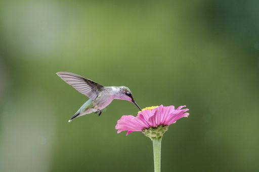 Monarch Butterflies, Danaus plexippuson, on pink salvia with blue toned background