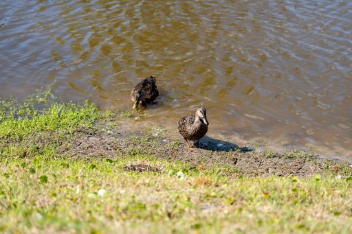Two cute ducks (Anatidae) swimming in a small lake during the daytime