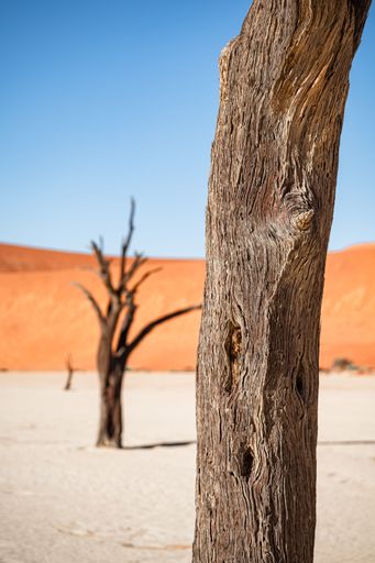 A vertical shot of Namib-Naukluft National Park in Namibia, Africa on a sunny day