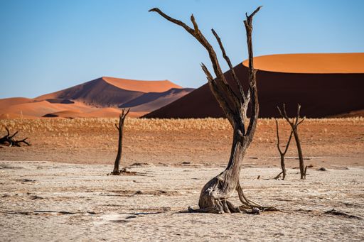 A dead Vachellia erioloba tree in Deadvlei in Namib-Naukluft Park, Namibia, with red dunes in the background