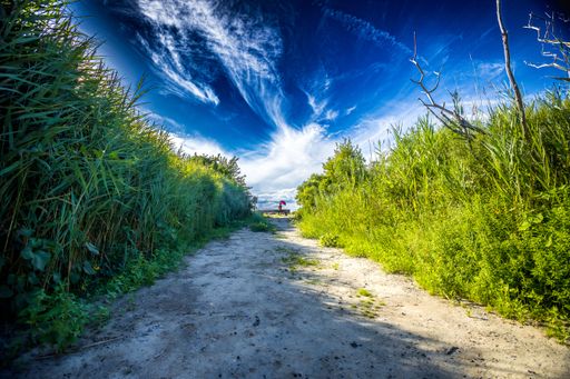 A low angle shot of a walking trail through a green park with trees