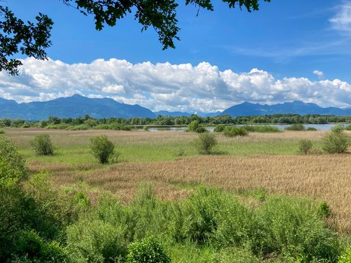 nature reserve Hirschauer Bucht with lake Chiemsee, Bavaria, Germany