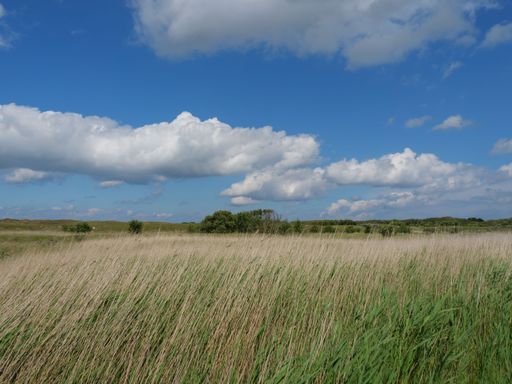 A beautiful shot of sand dunes and wild reeds on a shore in Juist, Germany