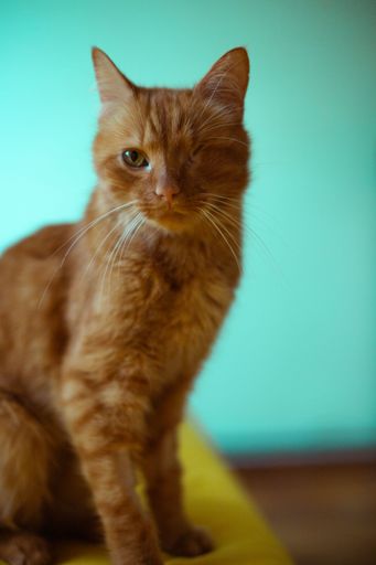 A vertical shot of the one-eyed ginger cat