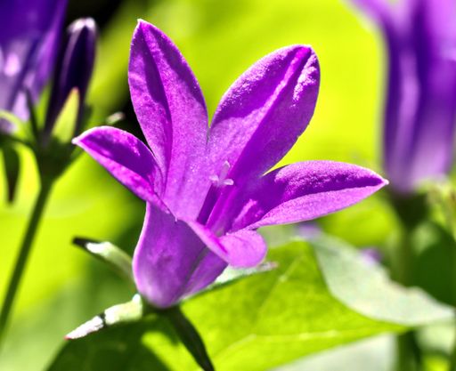 A closeup shot of a purple bellflower in the garden