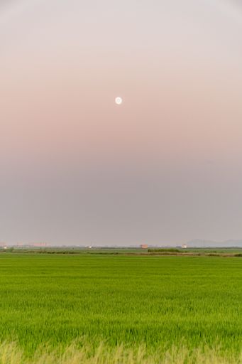 A vertical shot of the moon over the rice fields in la Albufera, Valencia