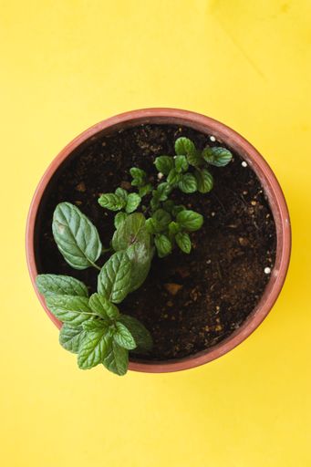 A red-brown flowerpot with a mint seedling inside, on a yellow background