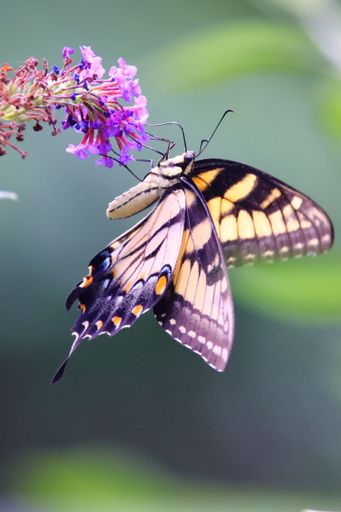 A vertical closeup shot of an Eastern tiger swallowtail butterfly on a summer lilac flower