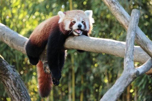 A cute red panda is relaxing and sleeping on a tree during the summer heat.