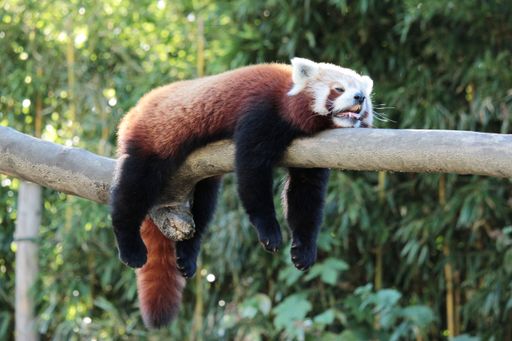 A cute red panda is relaxing and sleeping on a tree during the summer heat.
