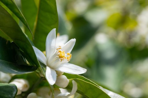 A closeup shot of an orange blossom flower with blurred background