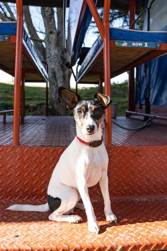 A vertical shot of a sitting Jack Russell Terrier breed dog in white black and brown colors with a natural background