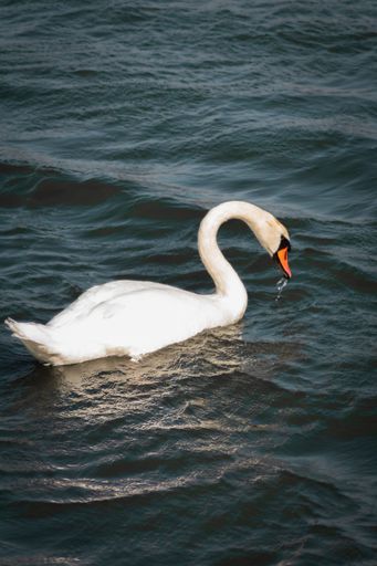A vertical shot of a swan in the Black Sea of Romania with blurred background