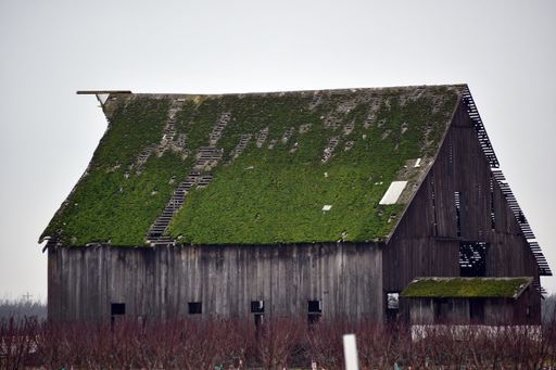 An old wooden barn with a mossy roof in the farm