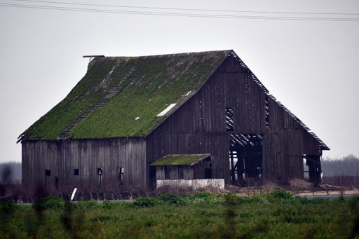 An old wooden barn with a mossy roof in the farm