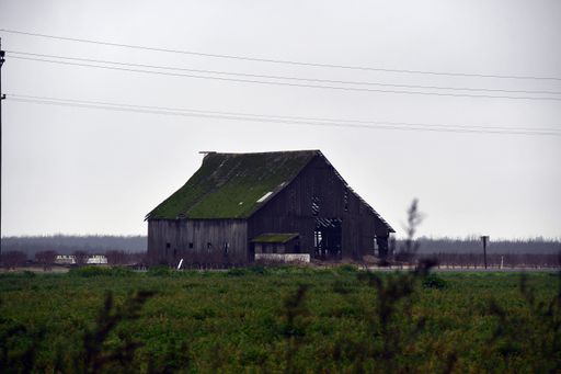 An old wooden barn with a mossy roof in the farm