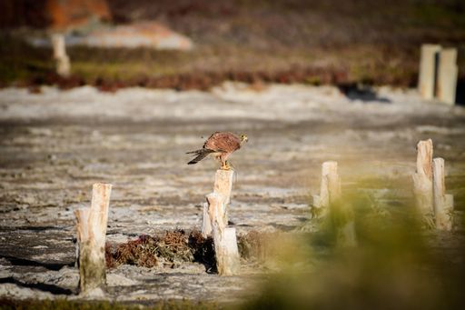 Rock kestrel in West Coast National Park, South Africa feeding on a field mo