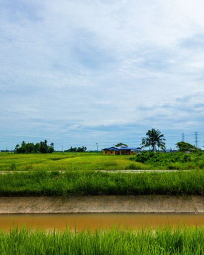 Beautiful green paddy field with a yellow house in a sunny day in Perlis, Malaysia.