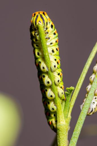 Exotic colorful butterfly caterpillar, Old World swallowtail, Papilio machaon eating. Yellow, black, orange larvae. Macrophotography, close-up
