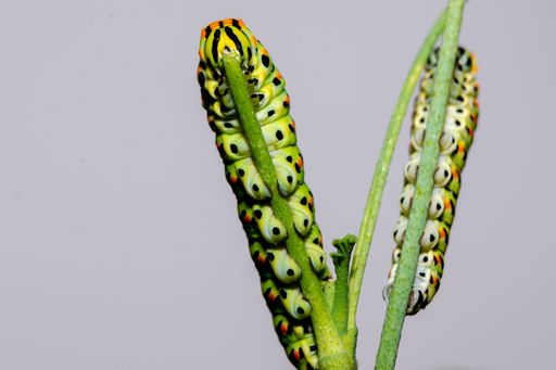 Exotic colorful butterfly caterpillar, Old World swallowtail, Papilio machaon eating. Yellow, black, orange larvae. Macrophotography, close-up