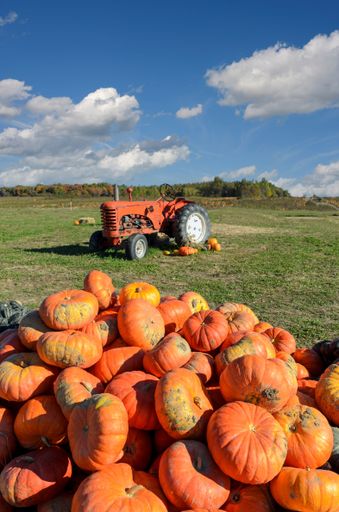 A vertical shot of stack of orange pumpkins in the field with tractor in the background
