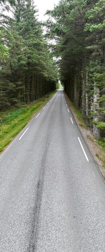 A vertical of an asphalt road passing through dense forests