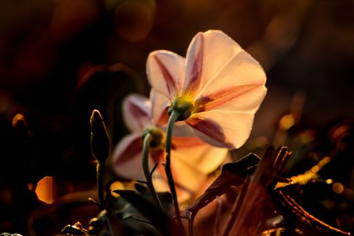 Two glowing backlit flowers, of  the white variety, of Field bindweed, Convolvolus arvensis, growing in fallow field. Malta, Mediterranean