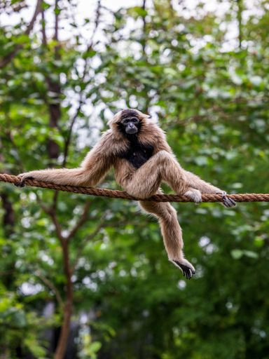 A vertical shot of a cute Gibbon (Hylobatidae) sitting on a rope with trees in the background