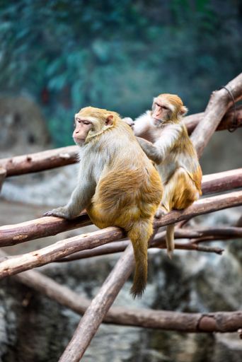 A vertical shot of cute Barbary macaques (Macaca sylvanus) sitting on a tree branch in a zoo