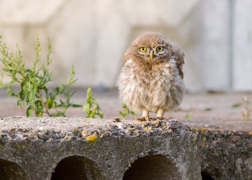 A closeup shot of an owl perched on a concrete groud