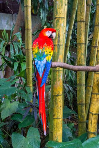 A vertical of a colorful Scarlet macaw parrot, Ara macao standing on a wooden branch looking back