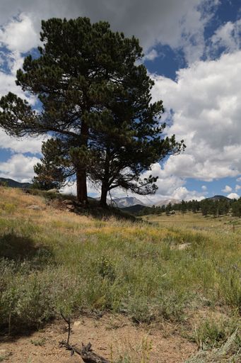 A vertical of isolated trees in the trail through the meadow in Colorado