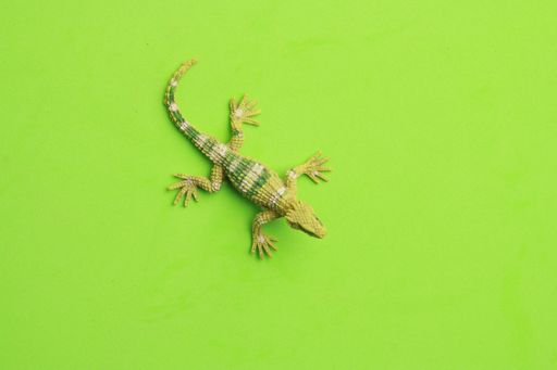 A top view of a lizard-shaped rubber toy on a green surface