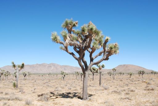A beautiful view of a Joshua Tree in a Joshua Tree National Park in California
