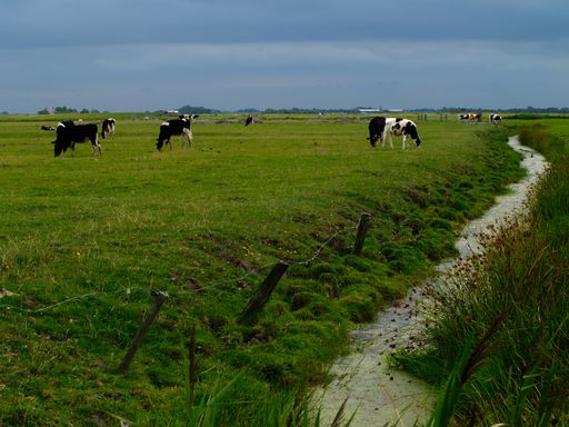 A closeup shot of cows near the coast of St. Peter-Ording