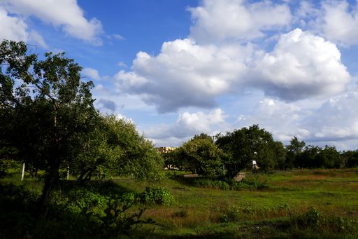 A beautiful shot of a green field with trees under a bright blue cloudy sky