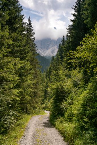 A vertical shot of a narrow path surrounded by amazing tall trees in a jungle