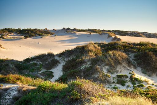 The plants on the sandy beach under the sun light